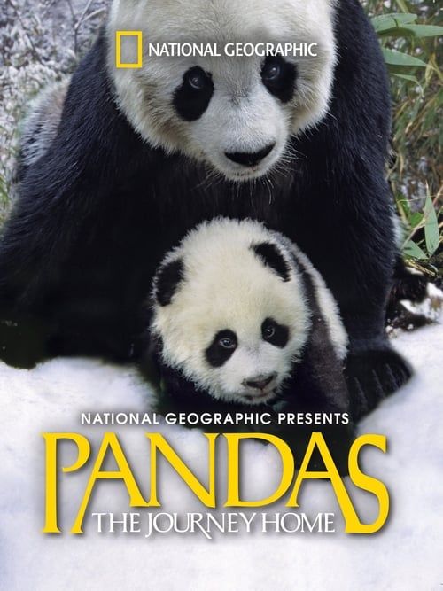 Key visual of Pandas: The Journey Home