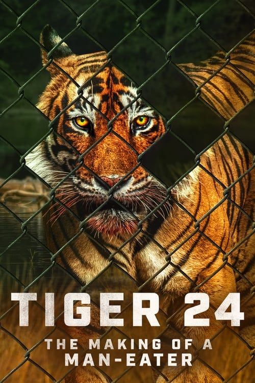 Key visual of Tiger 24
