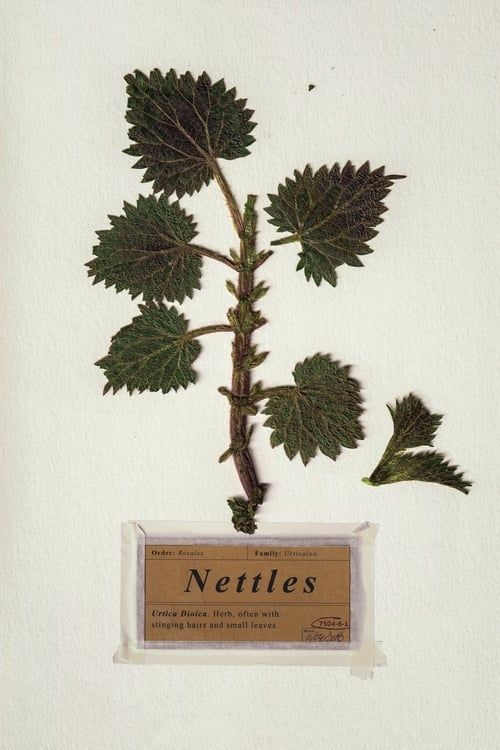 Key visual of Nettles