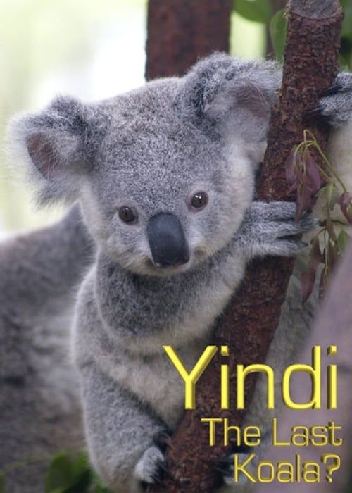 Key visual of Grainger's World: Yindi: The Last Koala?