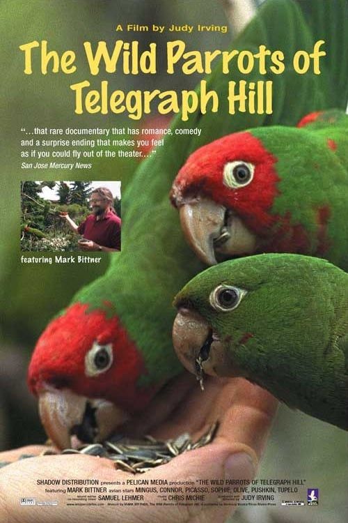 Key visual of The Wild Parrots of Telegraph Hill