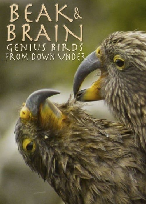 Key visual of Beak & Brain - Genius Birds from Down Under