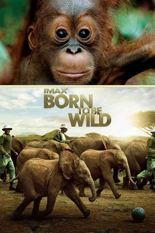 Key visual of Born to Be Wild
