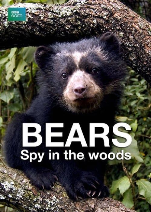 Key visual of Bears: Spy in the Woods