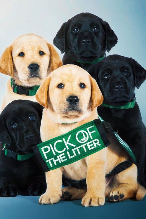 Key visual of Pick of the Litter
