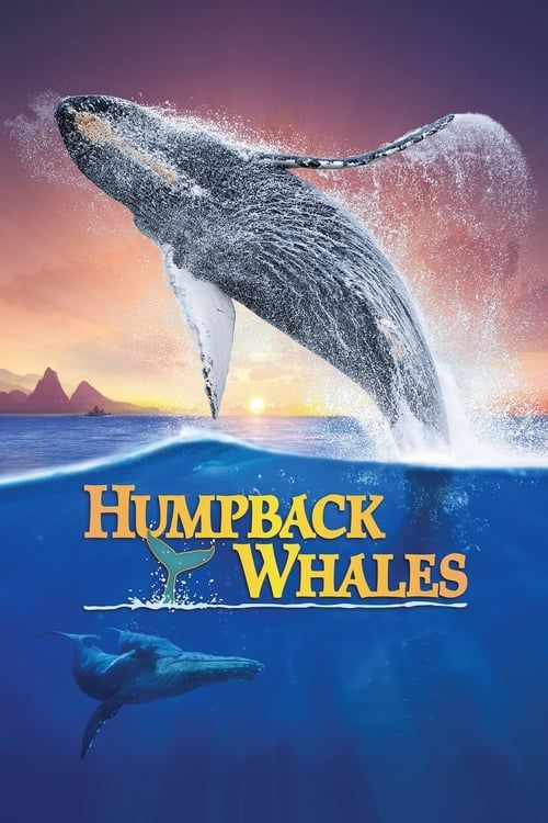 Key visual of Humpback Whales