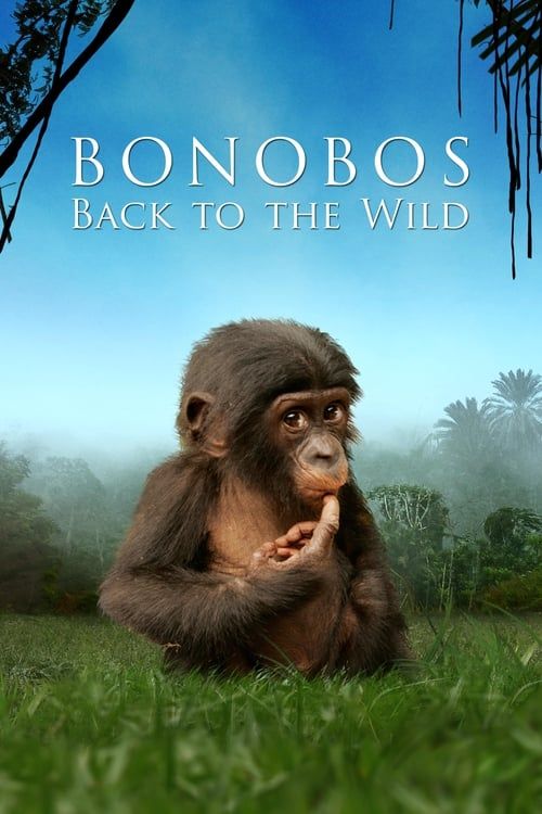 Key visual of Bonobos: Back to the Wild