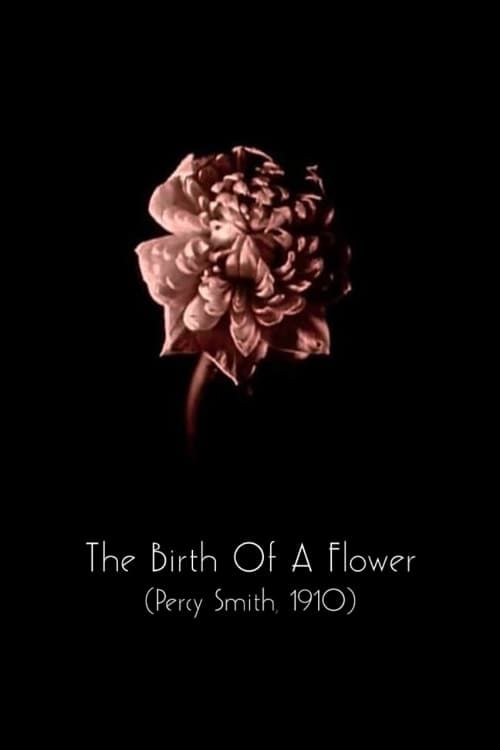 Key visual of The Birth of a Flower