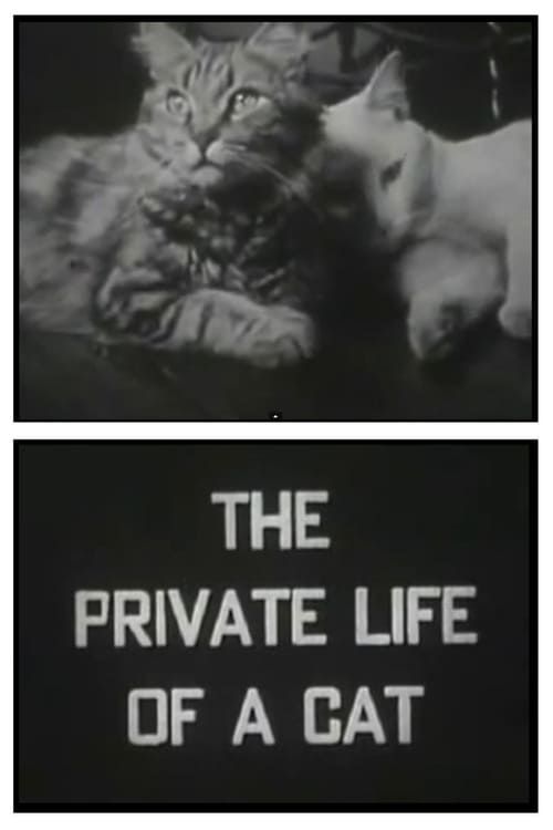 Key visual of The Private Life of a Cat