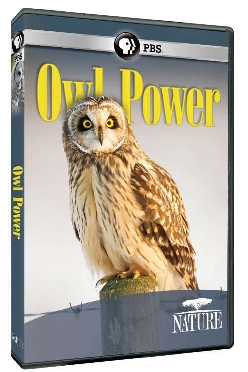 Key visual of Owl Power