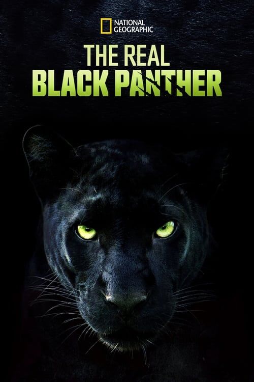 Key visual of The Real Black Panther