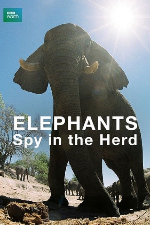 Key visual of Elephants: Spy in the Herd