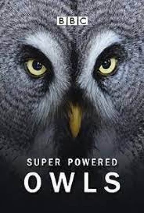Key visual of Super Powered Owls