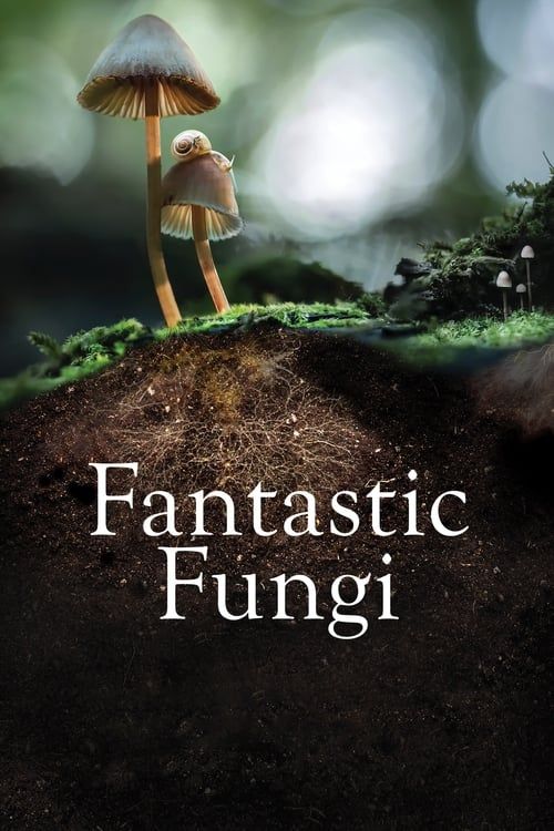 Key visual of Fantastic Fungi