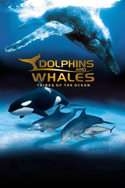 Key visual of IMAX Dolphins and Whales: Tribes of the Ocean