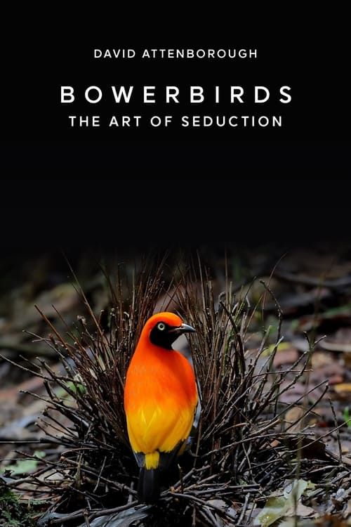 Key visual of Bowerbirds: The Art of Seduction