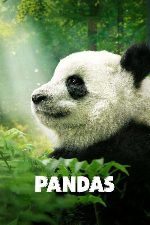 Key visual of Pandas