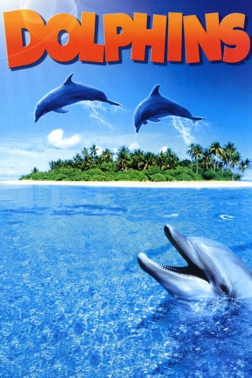 Key visual of Dolphins