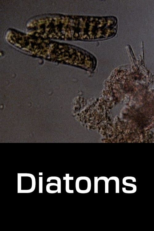 Key visual of Diatoms