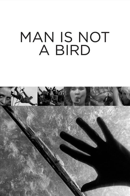 Key visual of Man Is Not a Bird