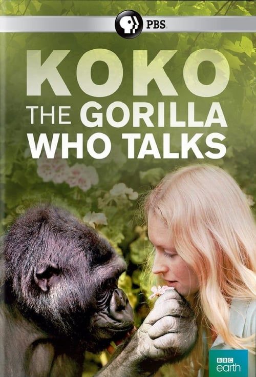 Key visual of Koko: The Gorilla Who Talks to People