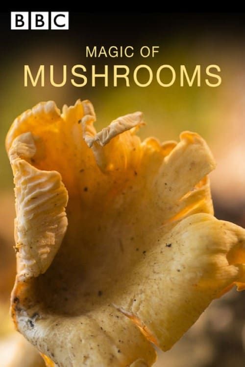 Key visual of The Magic of Mushrooms