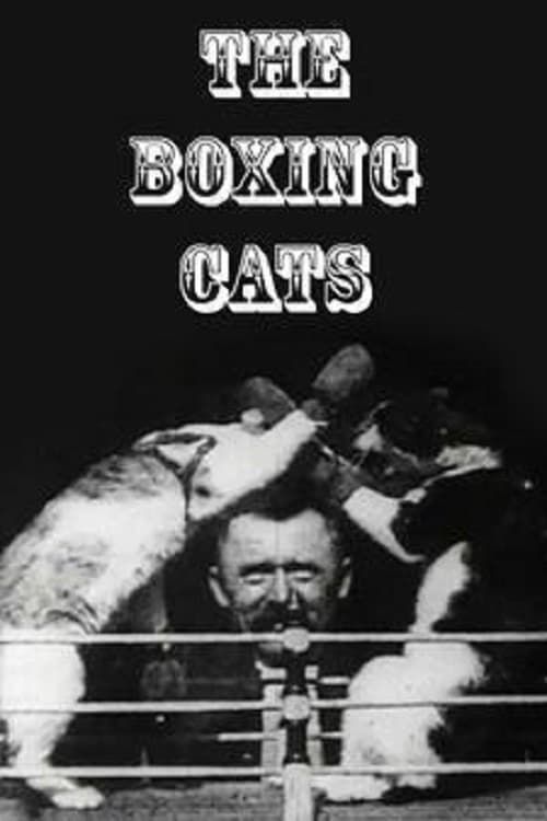 Key visual of The Boxing Cats