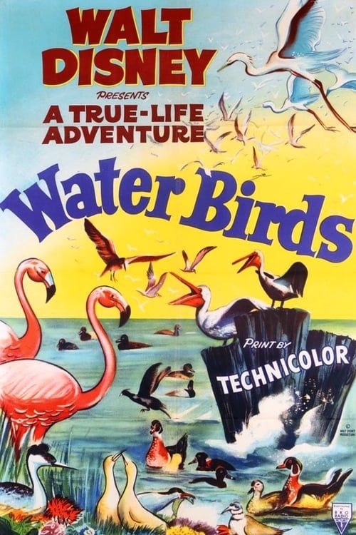 Key visual of Water Birds