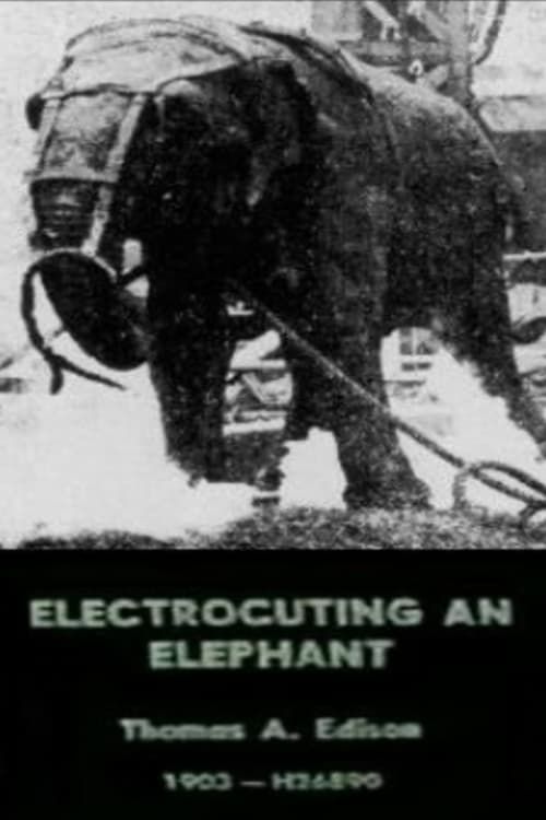 Key visual of Electrocuting an Elephant