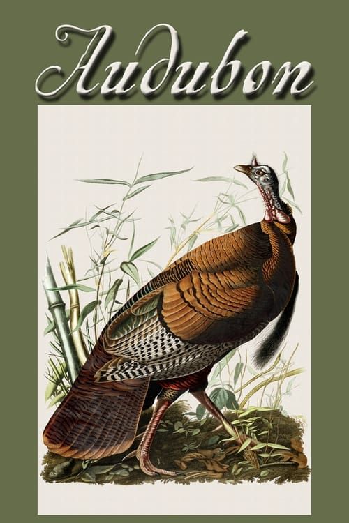 Key visual of Audubon