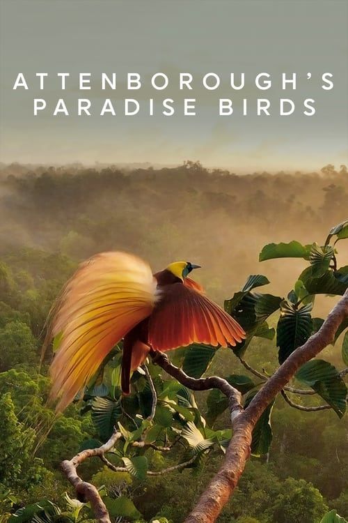 Key visual of Attenborough's Paradise Birds