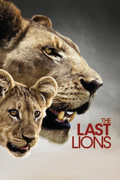 Key visual of The Last Lions