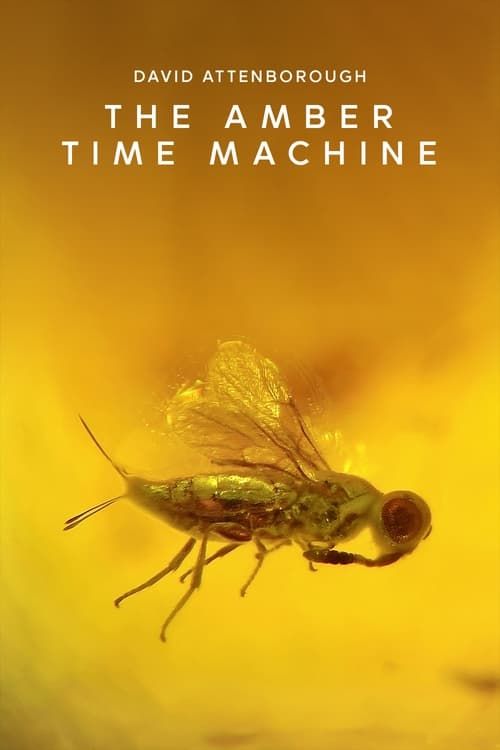 Key visual of The Amber Time Machine