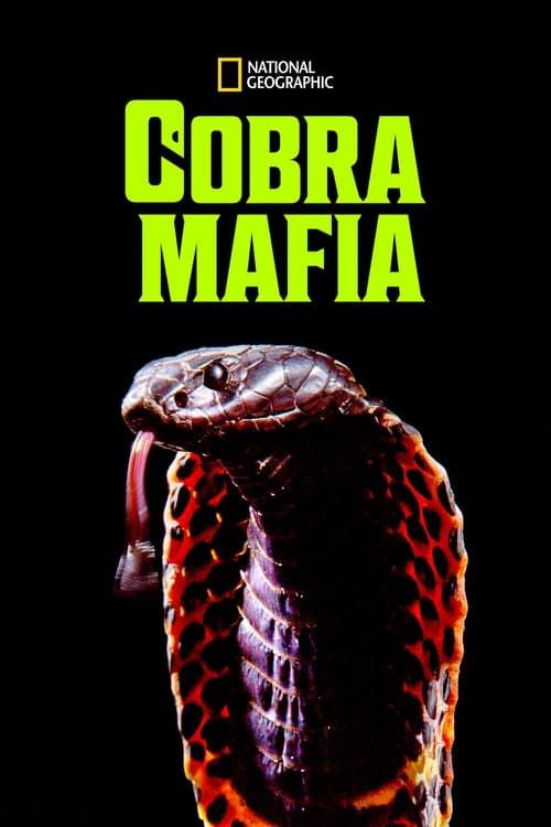 Key visual of Cobra Mafia