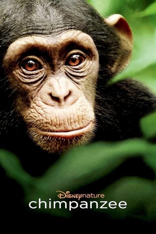 Key visual of Chimpanzee